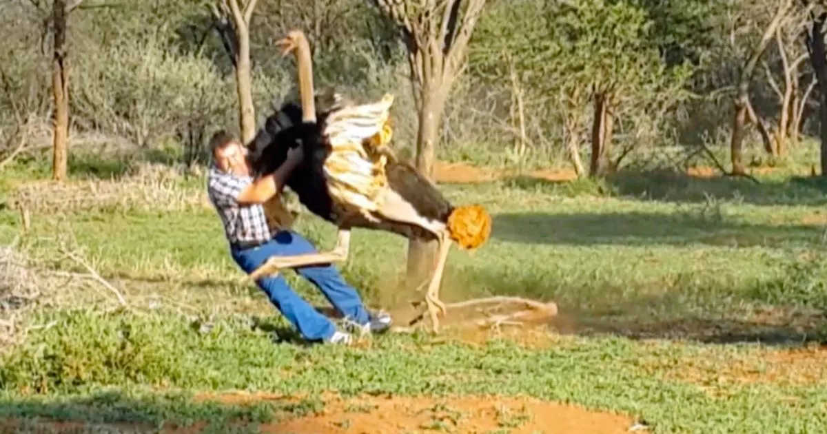 From Dog Bites To Ostrich Attacks: Boris Johnson's Unfortunate Animal Encounters From Dog Bites To Ostrich Attacks: Boris Johnson's Unfortunate Animal Encounters