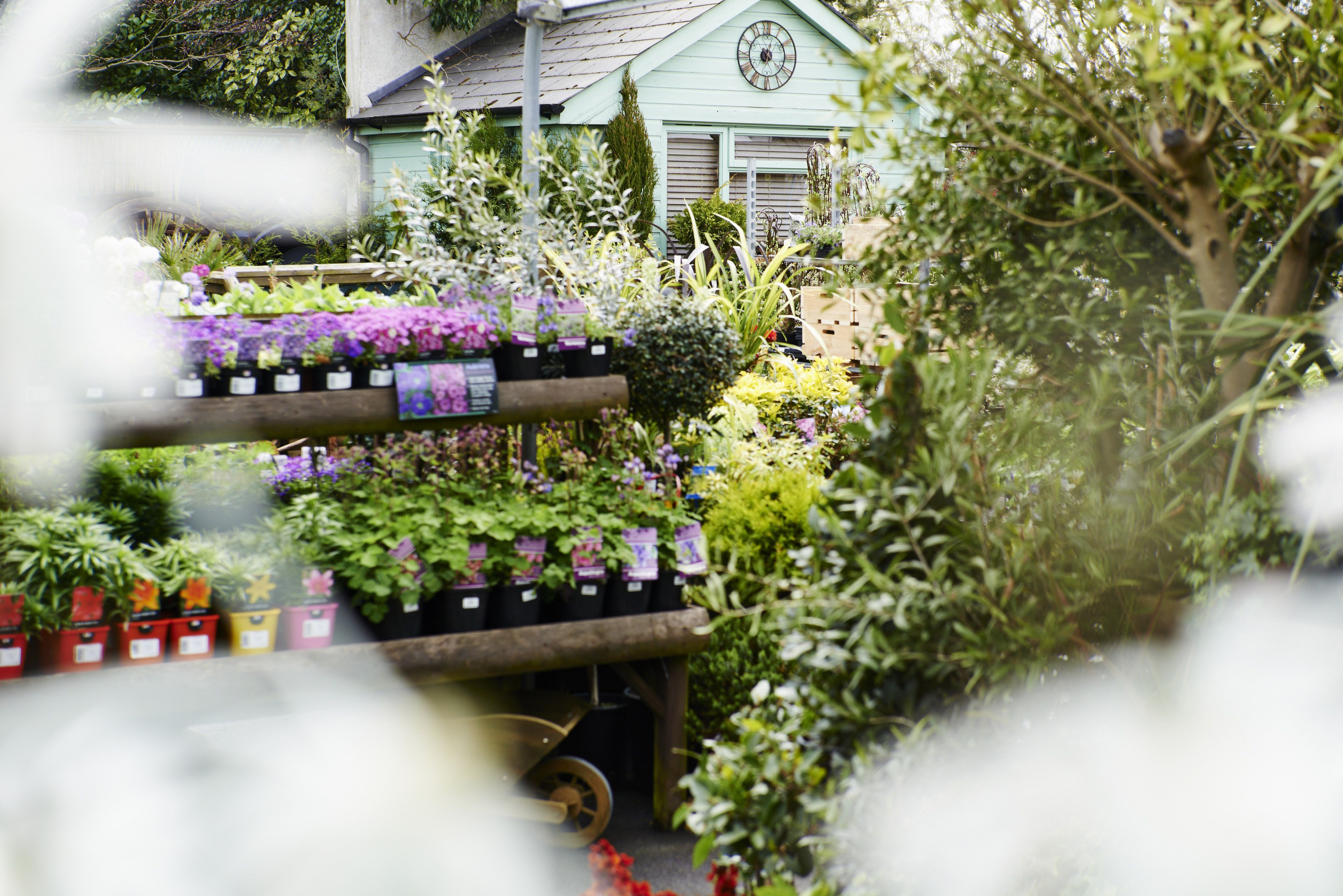 Garden Centre Theft: Ambleside Couple To Appear In Court Garden Centre Theft: Ambleside Couple To Appear In Court