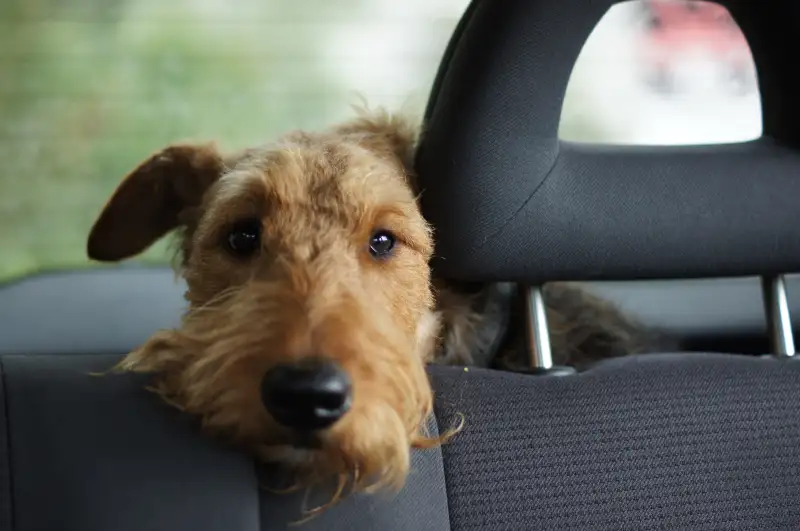 Get Your Pet To The Vet Safely With Uber Pet In Delhi & Mumbai Get Your Pet To The Vet Safely With Uber Pet In Delhi & Mumbai
