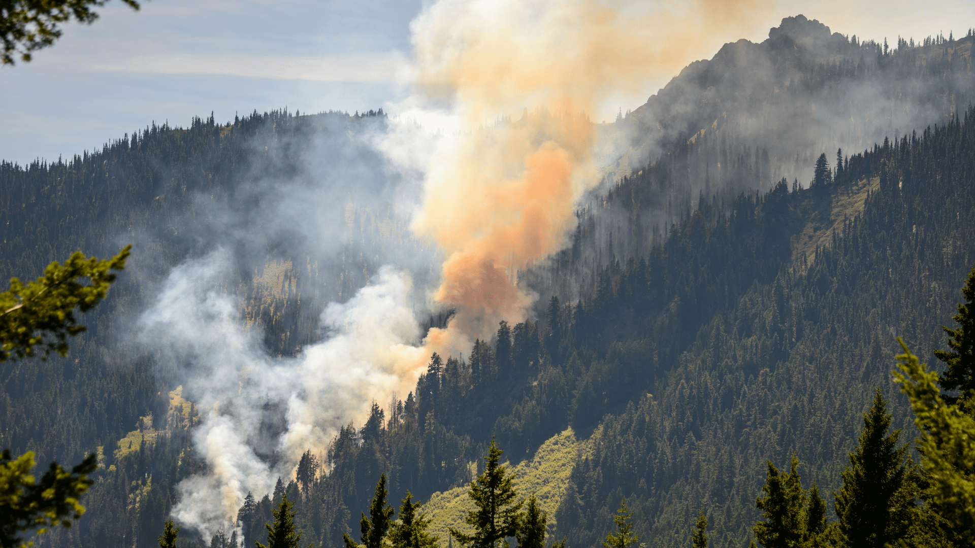 Global Forest Loss Reaches Record High: Wildfires Fuel The Destruction Global Forest Loss Reaches Record High: Wildfires Fuel The Destruction