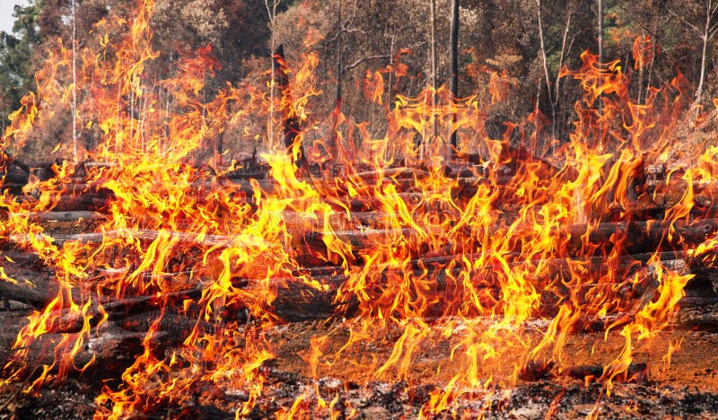 Global Forest Loss: Wildfires Exacerbate The Crisis Global Forest Loss: Wildfires Exacerbate The Crisis