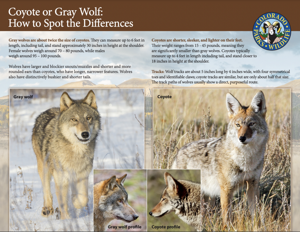 Gray Wolf From Colorado Dies In Wyoming Following Reintroduction Gray Wolf From Colorado Dies In Wyoming Following Reintroduction