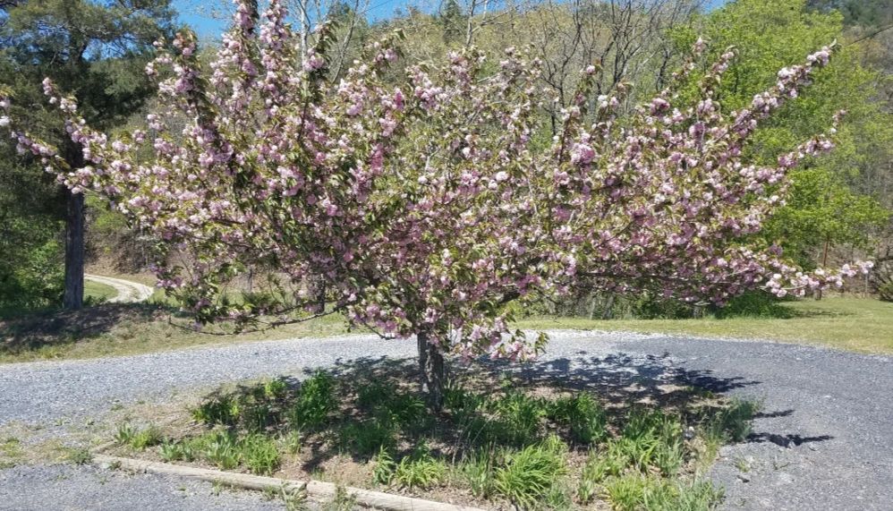 Green Spaces And Mental Health: Lessons From A Seattle Woman's Pandemic Experience Green Spaces And Mental Health: Lessons From A Seattle Woman's Pandemic Experience