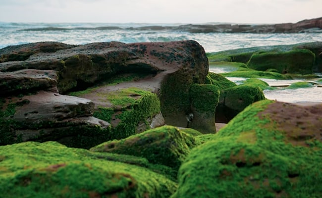 Harmful Algal Bloom Threatens California's Coastal Wildlife Harmful Algal Bloom Threatens California's Coastal Wildlife