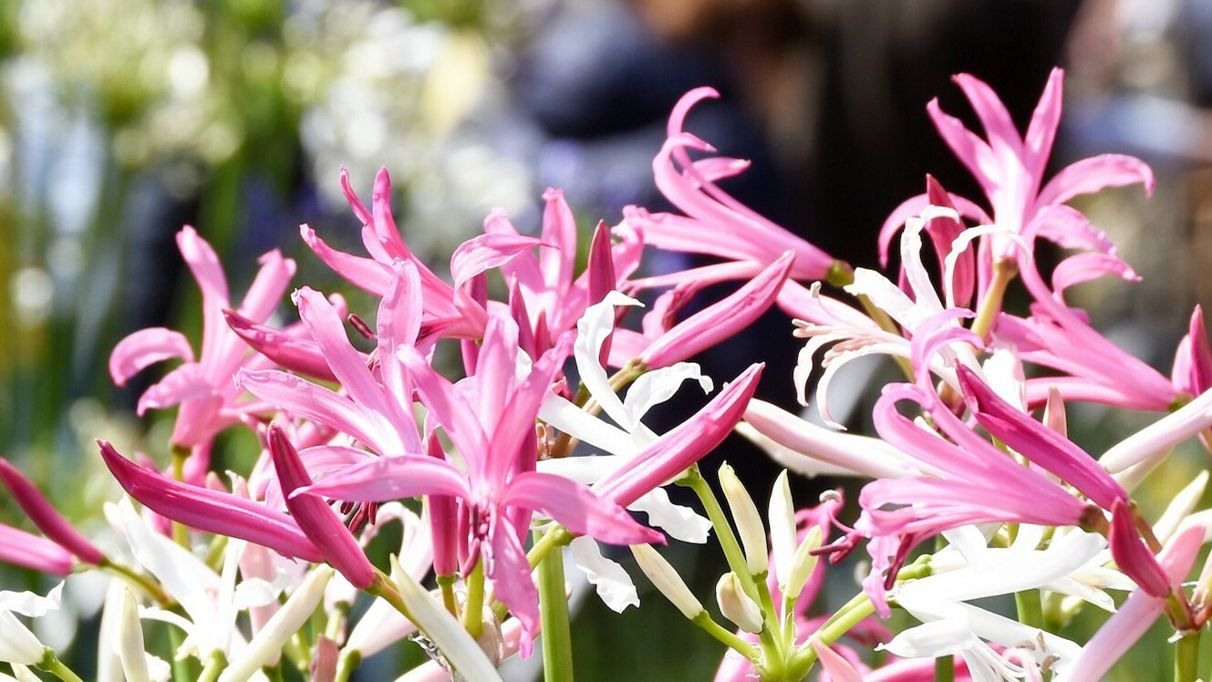 Harrogate Spring Flower Show 2025 Speaker Lineup Revealed Harrogate Spring Flower Show 2025 Speaker Lineup Revealed
