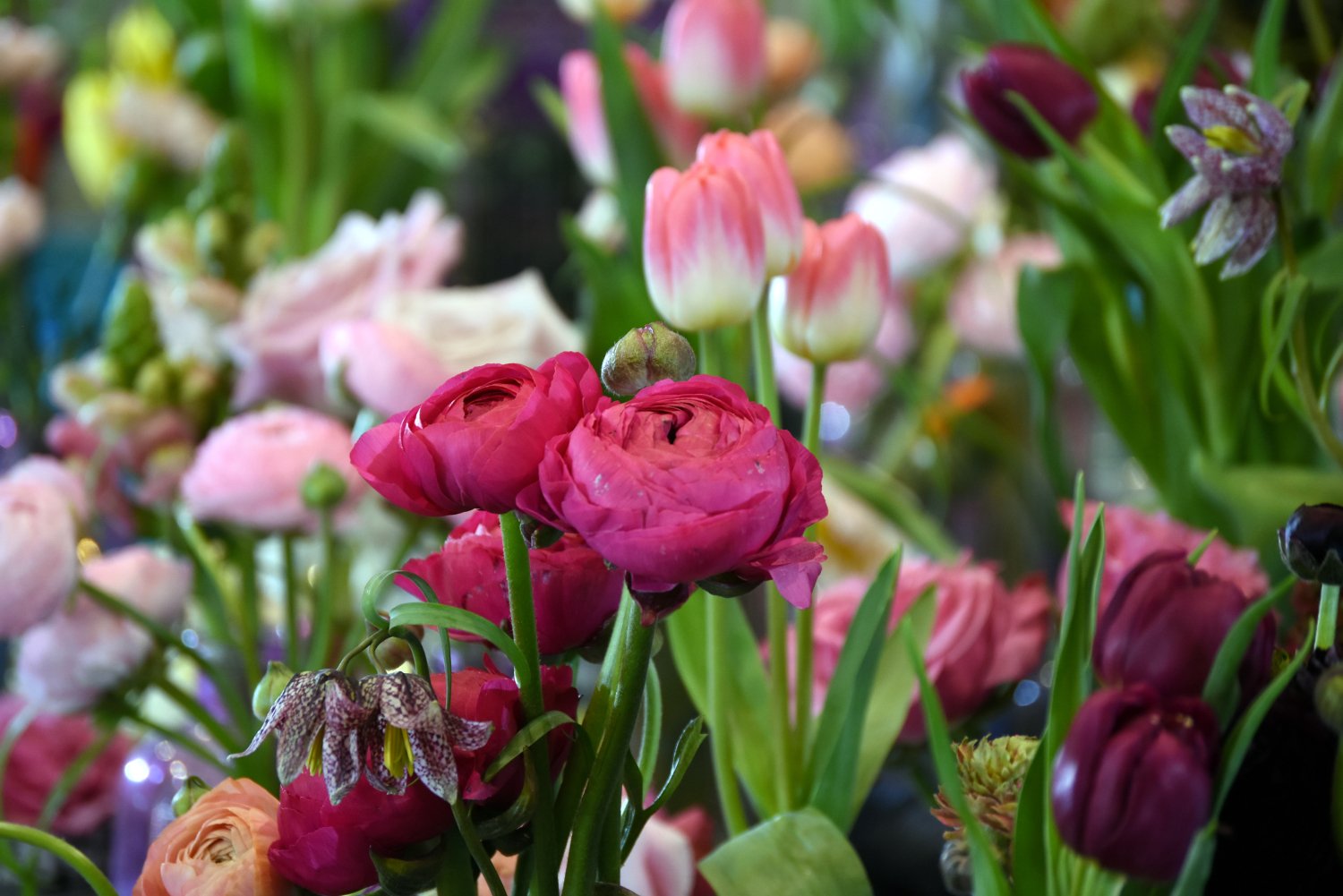 Harrogate Spring Flower Show Returns: April 24-27, 2025