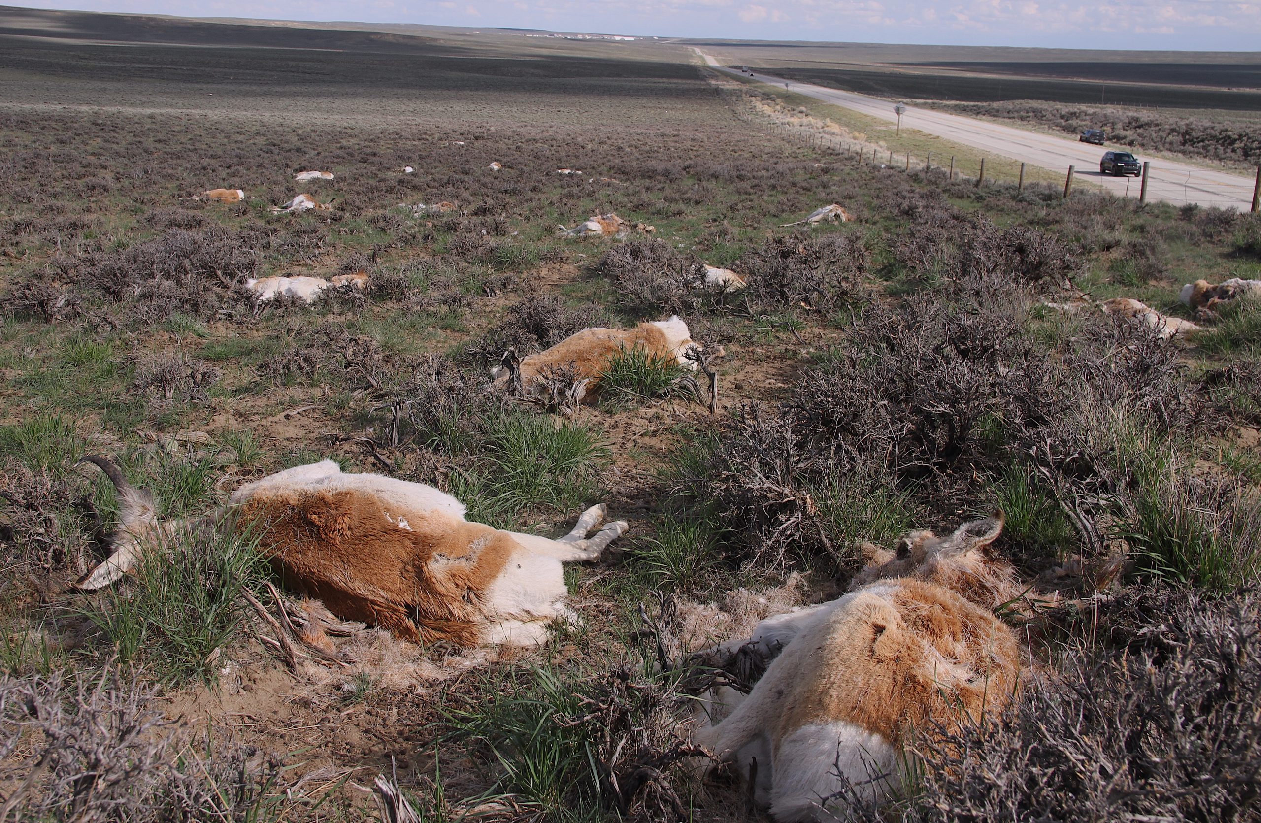 Helping Pronghorn After A Harsh Winter: A New Documentary Helping Pronghorn After A Harsh Winter: A New Documentary