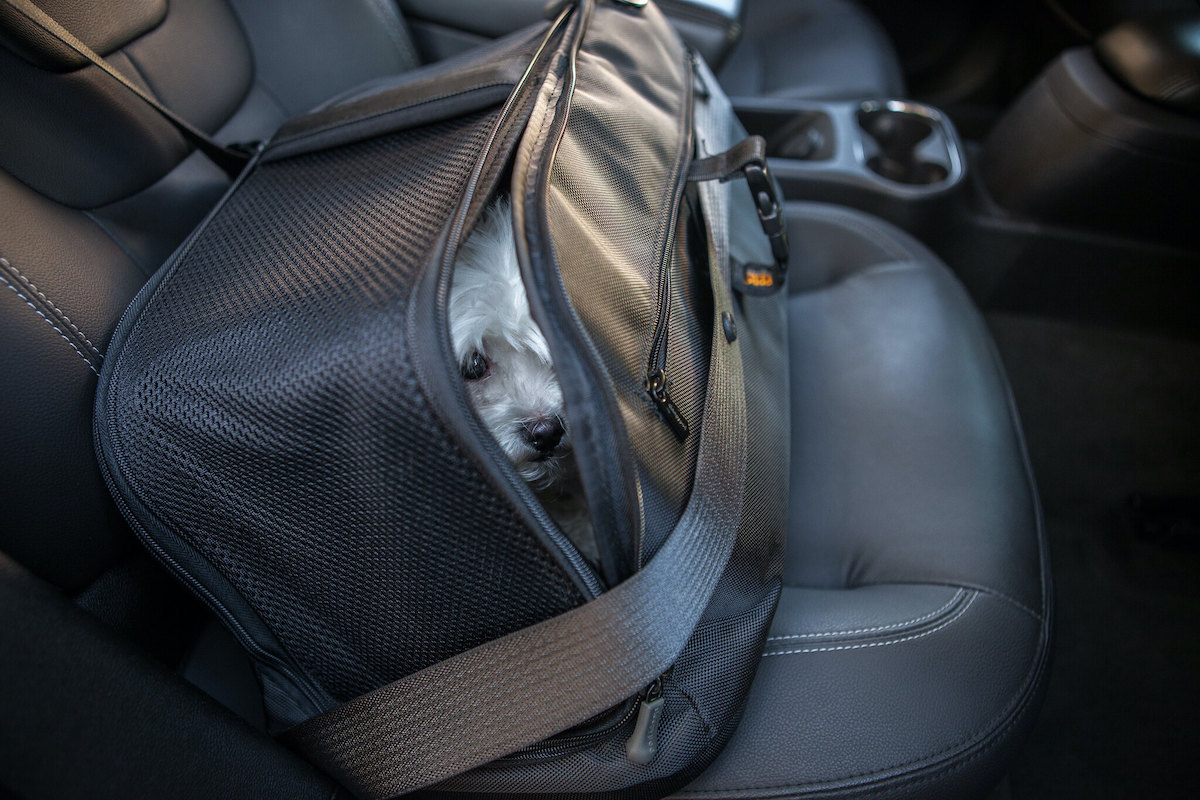 How To Book An Uber In Mumbai With Your Pet How To Book An Uber In Mumbai With Your Pet