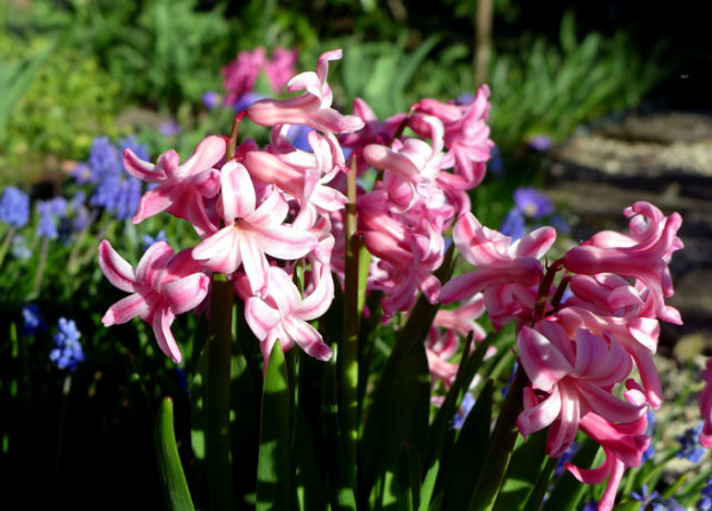 Hyacinth Bulb Planting Schedule: Ensuring Vibrant Spring Blooms Hyacinth Bulb Planting Schedule: Ensuring Vibrant Spring Blooms