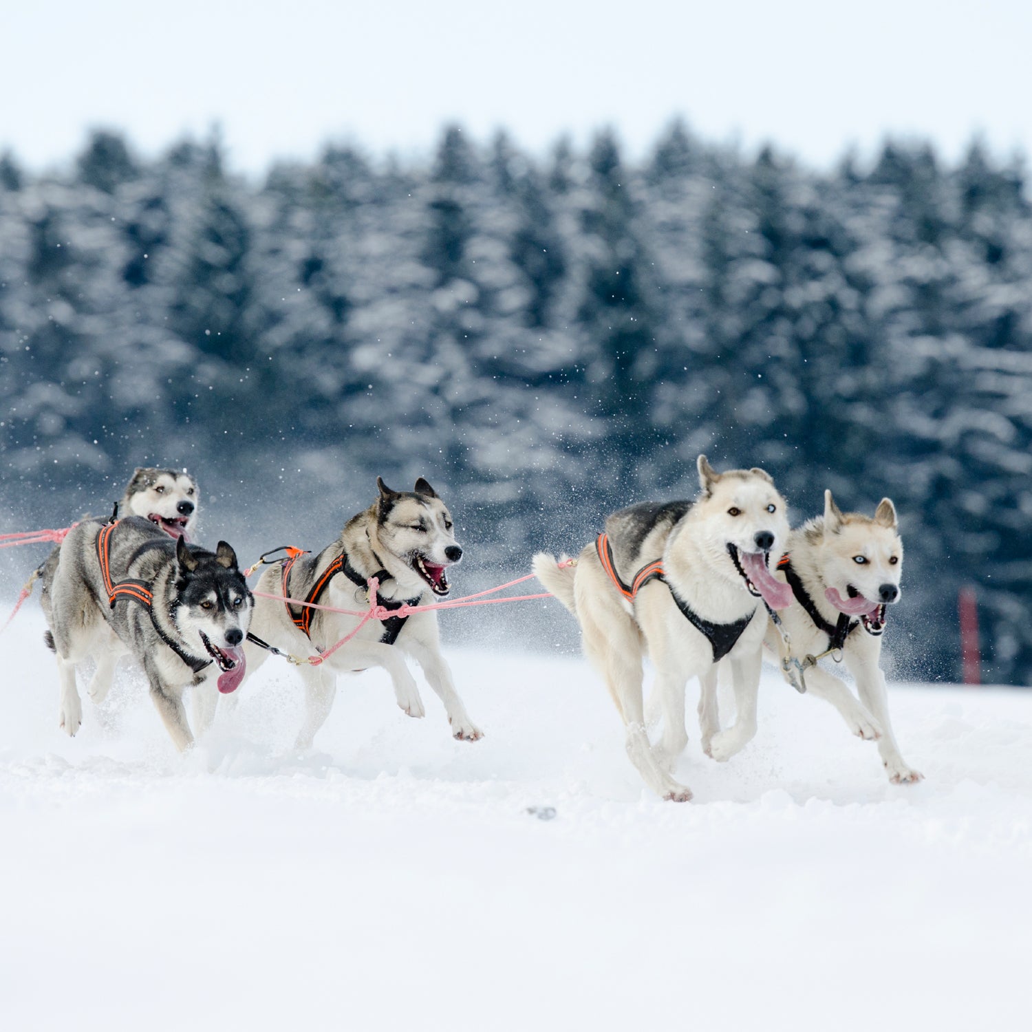 Iditarod Rookies: 7 Sled Dog Teams Aiming For Nome Iditarod Rookies: 7 Sled Dog Teams Aiming For Nome