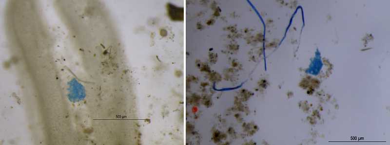In Quale Acqua Troviamo Più Microplastiche?