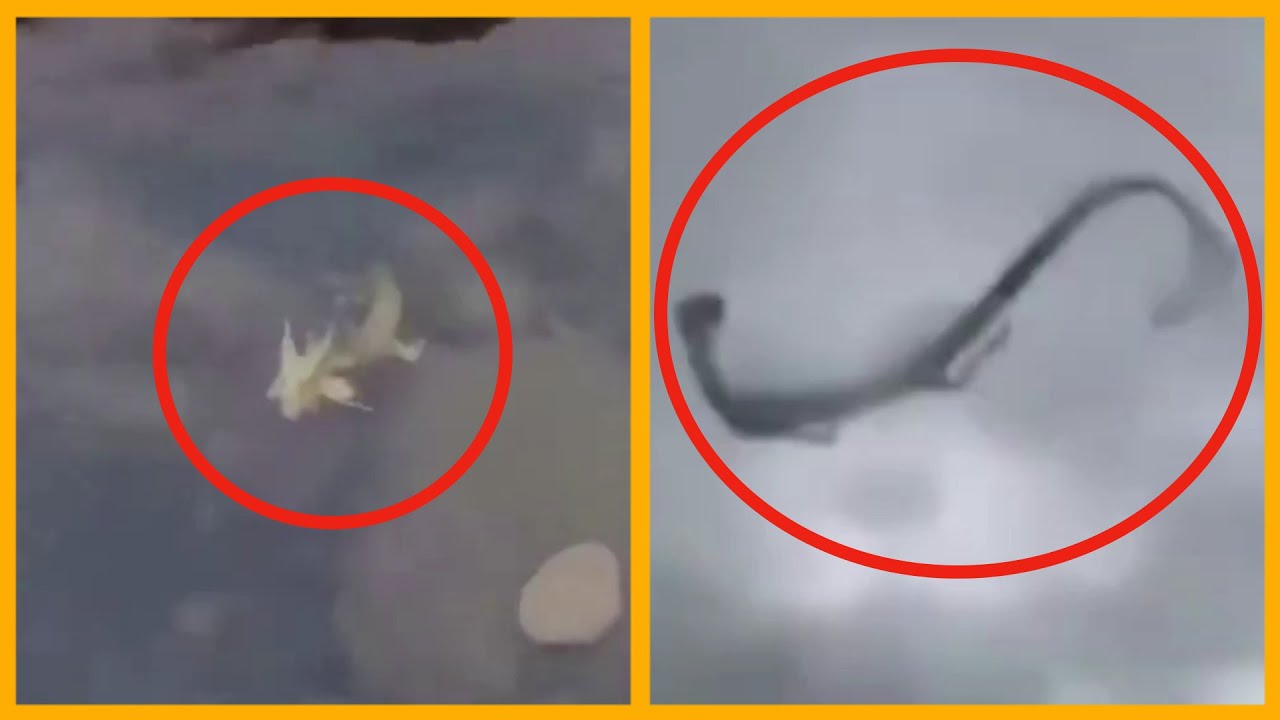 Increased Sightings Of Chinese Navy Vessels Off Sydney Coast: What Does It Mean? Increased Sightings Of Chinese Navy Vessels Off Sydney Coast: What Does It Mean?