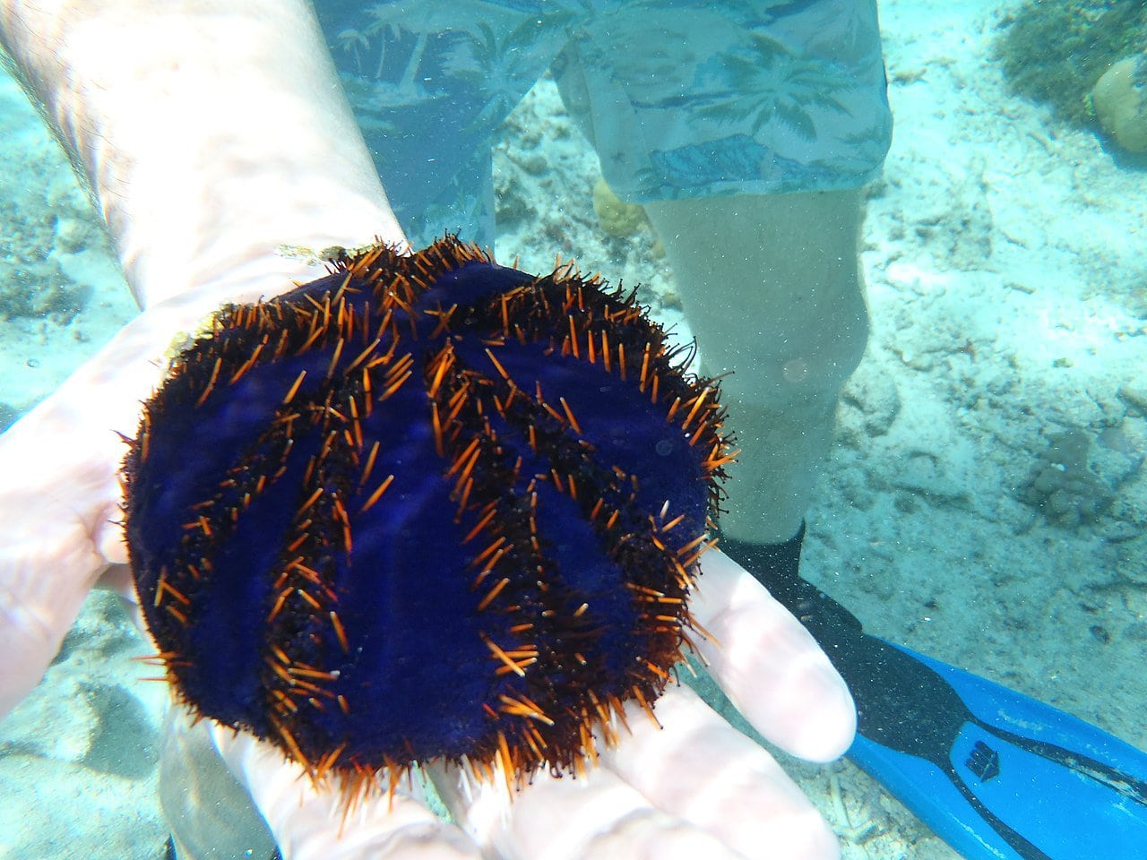 Invasive Seaweed: A Growing Threat To Australia's Coastal Ecosystems Invasive Seaweed: A Growing Threat To Australia's Coastal Ecosystems