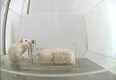 Investigating Houston's Unusual Crisis: Drug Use Among Rats Investigating Houston's Unusual Crisis: Drug Use Among Rats