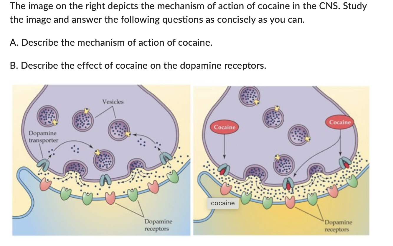 Investigating The Link Between Potent Cocaine And The Rise Of Narco-Submarines Investigating The Link Between Potent Cocaine And The Rise Of Narco-Submarines