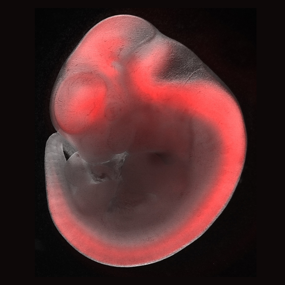 Is US Taxpayer Money Funding Transgender Mouse Research? A Detailed Look Is US Taxpayer Money Funding Transgender Mouse Research? A Detailed Look