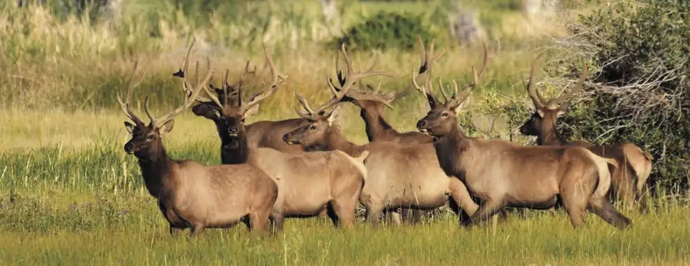 Jackson Hole Elk Feedground: CWD Confirmation And Implications