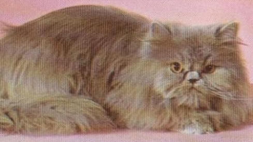 Kashmir Cat Owners Respond To Worrying Online Trends Kashmir Cat Owners Respond To Worrying Online Trends