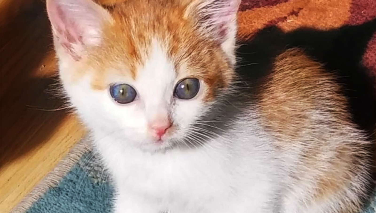 Kashmiri Cat Owners Alarmed By Viral Social Media Posts