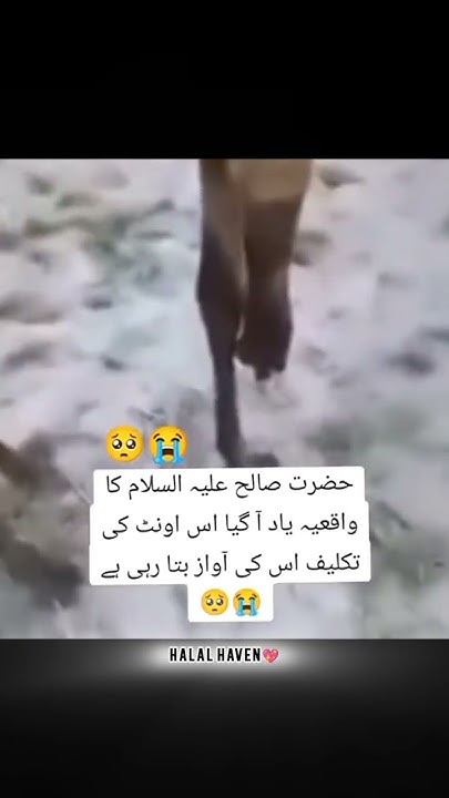کشمیریوں کا مسئلہ: امن کے لیے انصاف کا تقاضا کشمیریوں کا مسئلہ: امن کے لیے انصاف کا تقاضا