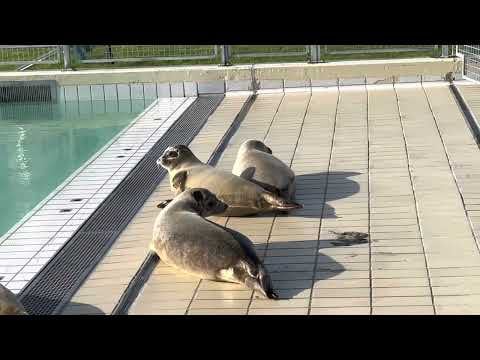 Last Seals Released As Pieterburen Rescue Center Closes Its Doors Last Seals Released As Pieterburen Rescue Center Closes Its Doors