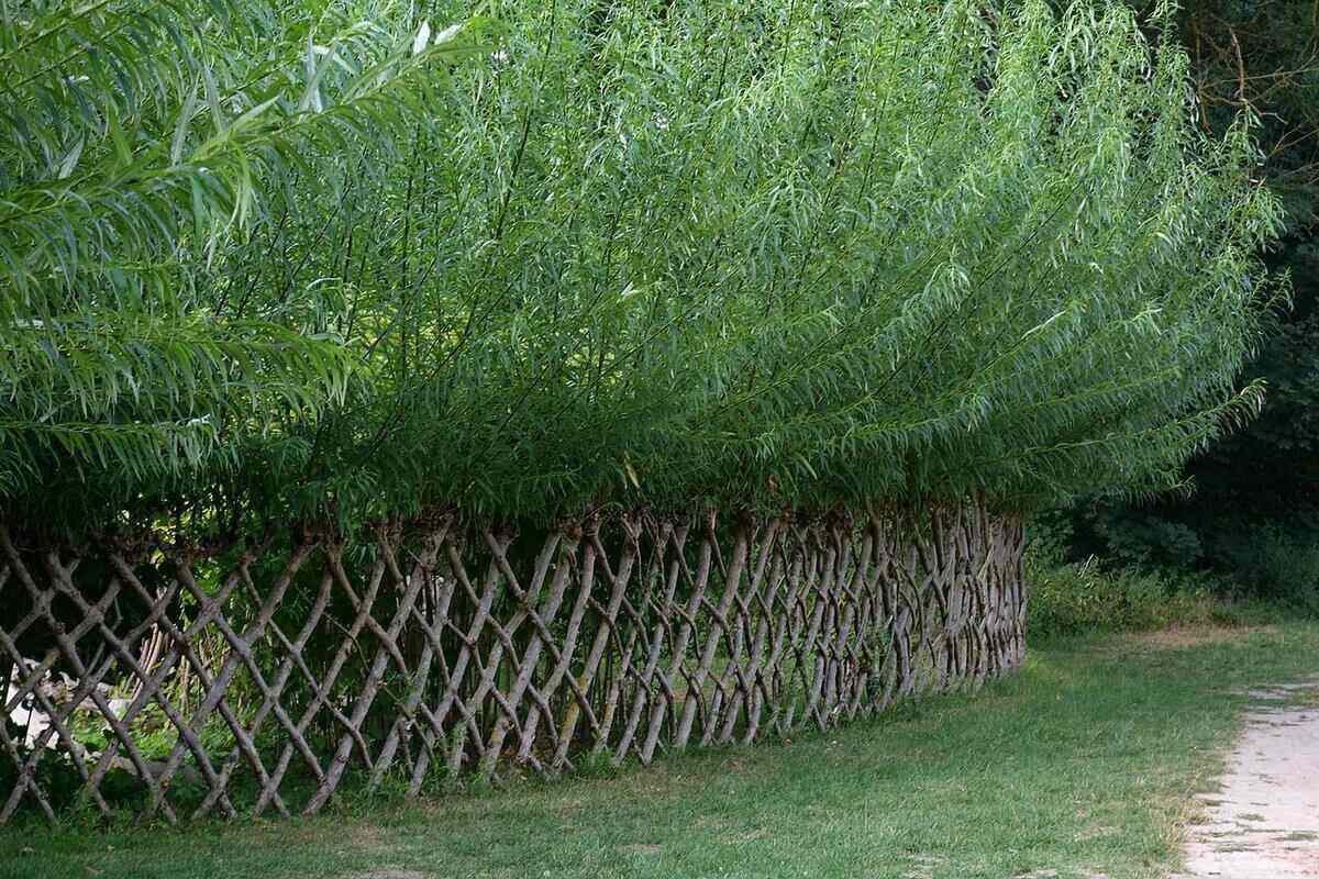 Living Fence Construction: Plant Selection & Installation Living Fence Construction: Plant Selection & Installation
