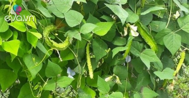 Loại Quả Xưa Nay Nổi Tiếng: Hương Vị Đặc Biệt, Giá 60.000đ/kg Loại Quả Xưa Nay Nổi Tiếng: Hương Vị Đặc Biệt, Giá 60.000đ/kg