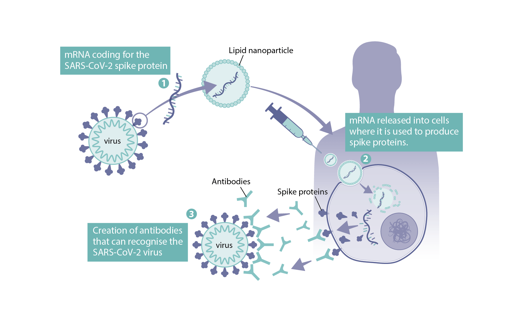 Long COVID Prevention: The Role Of COVID-19 Vaccines Long COVID Prevention: The Role Of COVID-19 Vaccines