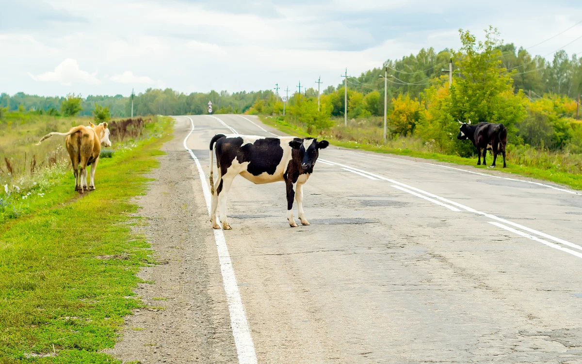 Loose Cows Spotted In Lancaster County Park Loose Cows Spotted In Lancaster County Park