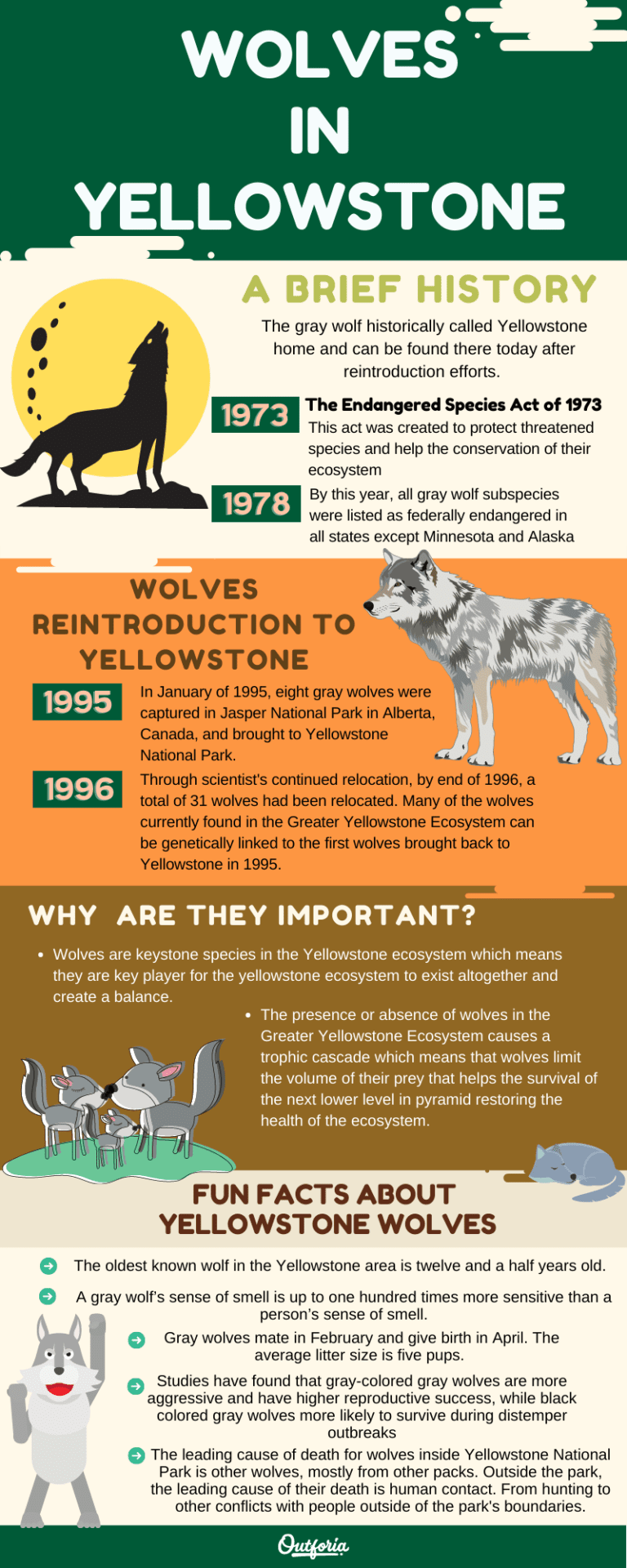 Lost Wolves Of Yellowstone Documentary: A First Look At The Trailer Lost Wolves Of Yellowstone Documentary: A First Look At The Trailer