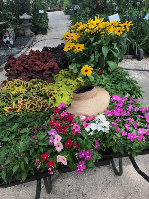 Making The Right Choice: Annuals Or Perennials For Your Flowerbeds? Making The Right Choice: Annuals Or Perennials For Your Flowerbeds?