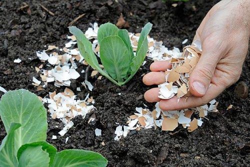 Manfaatkan Limbah Rumah Tangga: Cangkang Telur Untuk Pertanian Dan Peternakan Manfaatkan Limbah Rumah Tangga: Cangkang Telur Untuk Pertanian Dan Peternakan