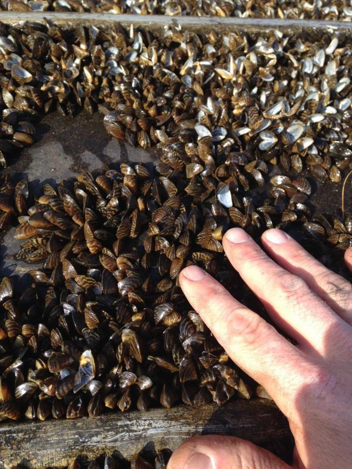 Massive Zebra Mussel Discovery On Casper Resident's Property Massive Zebra Mussel Discovery On Casper Resident's Property