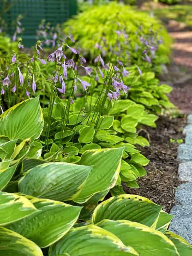Maximize Hyacinth Blooms: The Ideal Planting Time Maximize Hyacinth Blooms: The Ideal Planting Time