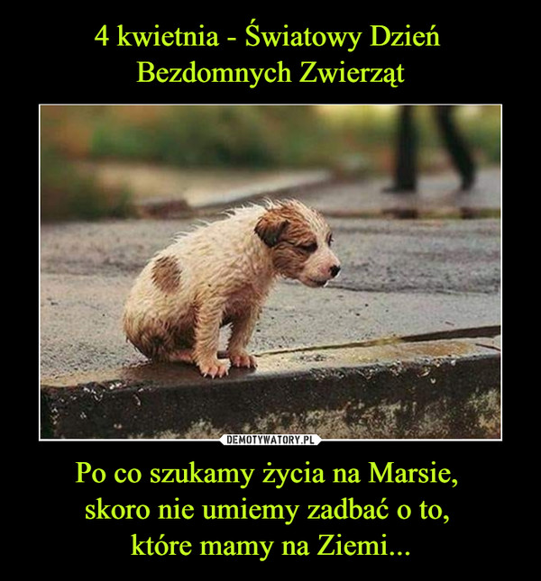 Międzynarodowy Dzień Zwierząt Bezdomnych 4 Kwietnia: Pomóż Zwierzętom! Międzynarodowy Dzień Zwierząt Bezdomnych 4 Kwietnia: Pomóż Zwierzętom!
