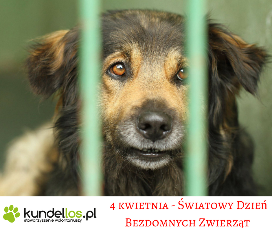 Międzynarodowy Dzień Zwierząt Bezdomnych 4 Kwietnia: Ważne Informacje I Akcje Międzynarodowy Dzień Zwierząt Bezdomnych 4 Kwietnia: Ważne Informacje I Akcje