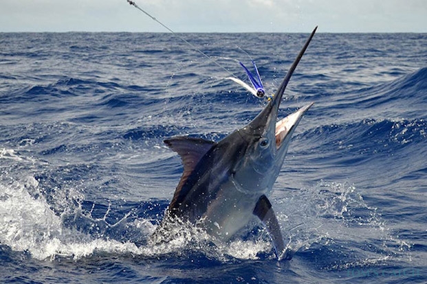 Modern Marlin Fishing Techniques: The Torpedo Bat Advantage Modern Marlin Fishing Techniques: The Torpedo Bat Advantage