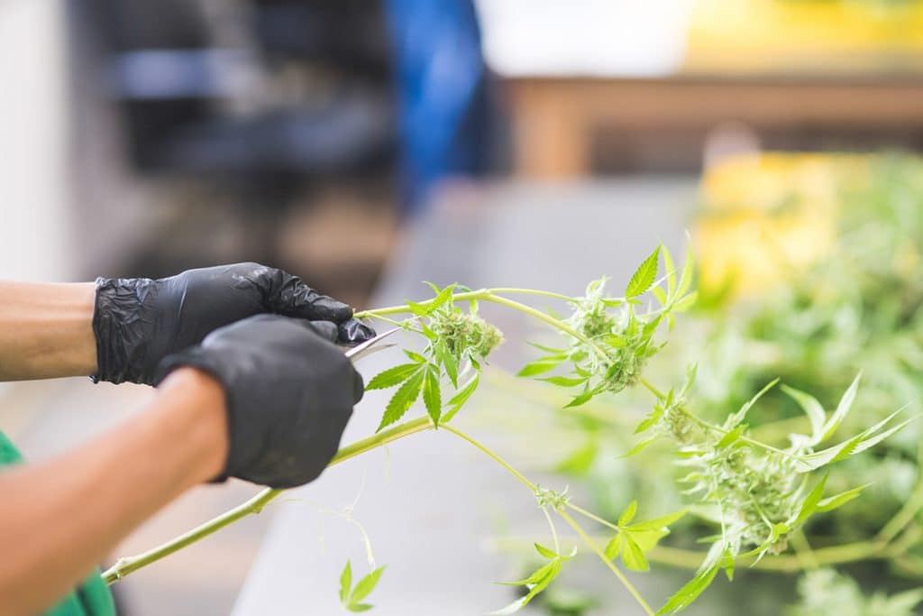 Navigating Georgia's Hemp Laws: Current Legalities And Available Products Navigating Georgia's Hemp Laws: Current Legalities And Available Products