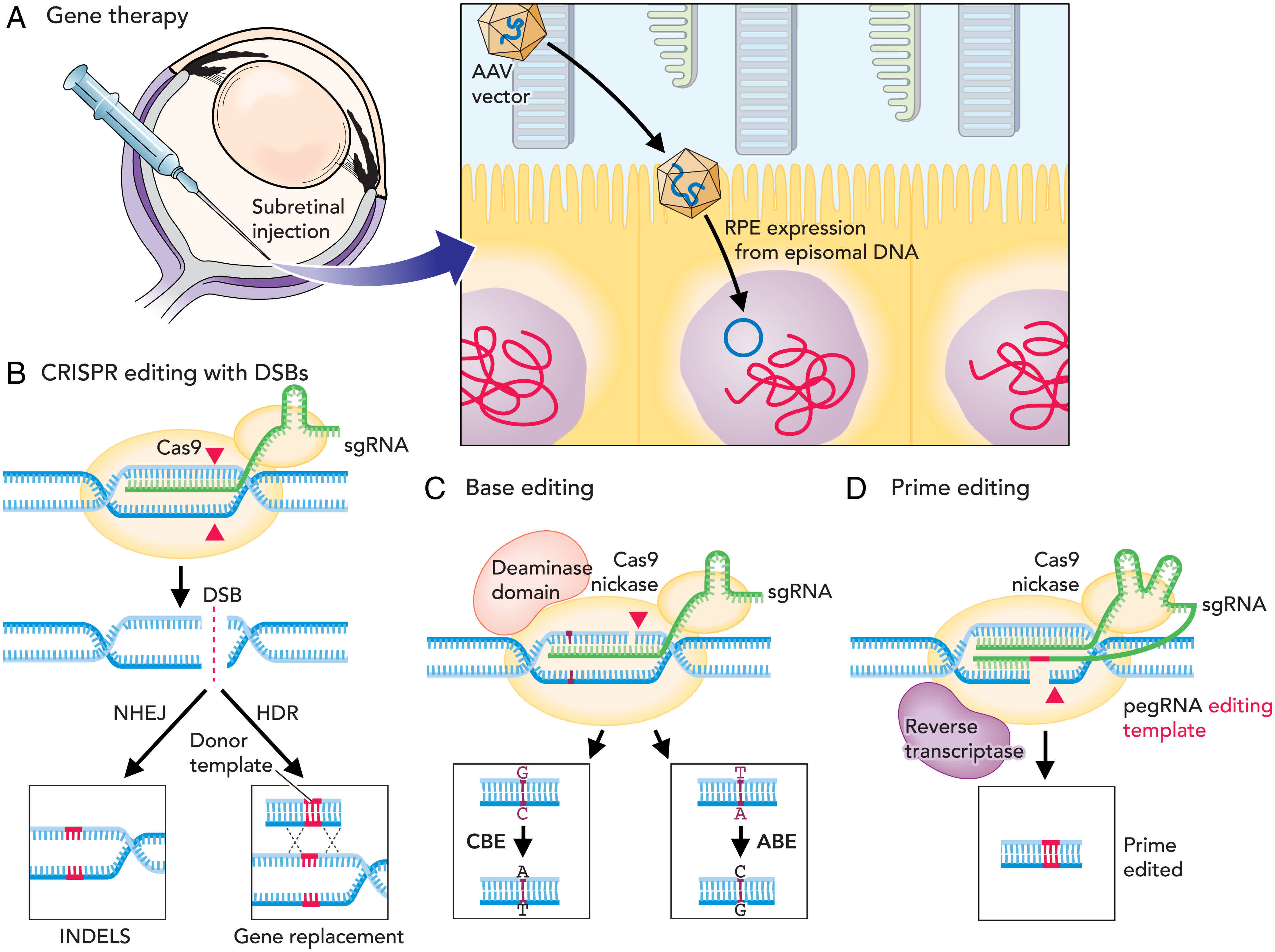 New CRISPR Modification: Enhanced Gene Editing Accuracy And Efficiency New CRISPR Modification: Enhanced Gene Editing Accuracy And Efficiency