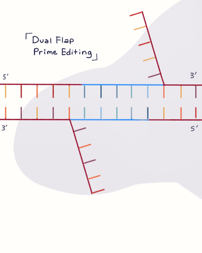 New Gene Editing Technology Enables Precise Complete Gene Insertion New Gene Editing Technology Enables Precise Complete Gene Insertion