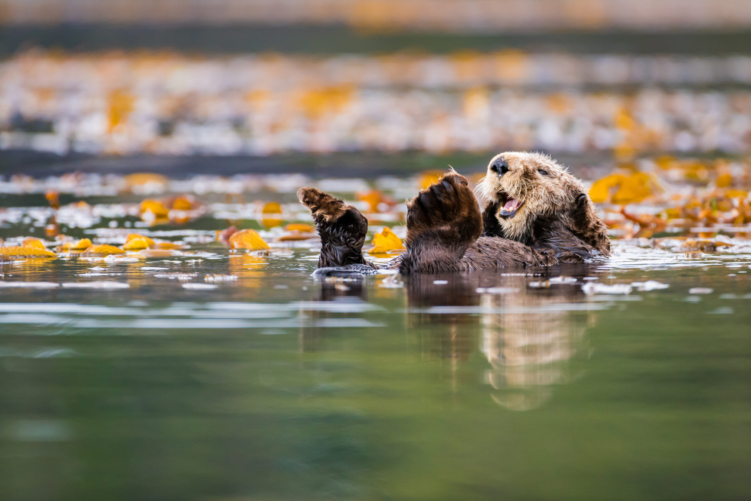 New Wyoming Law: Game And Fish To Manage Otter Populations New Wyoming Law: Game And Fish To Manage Otter Populations