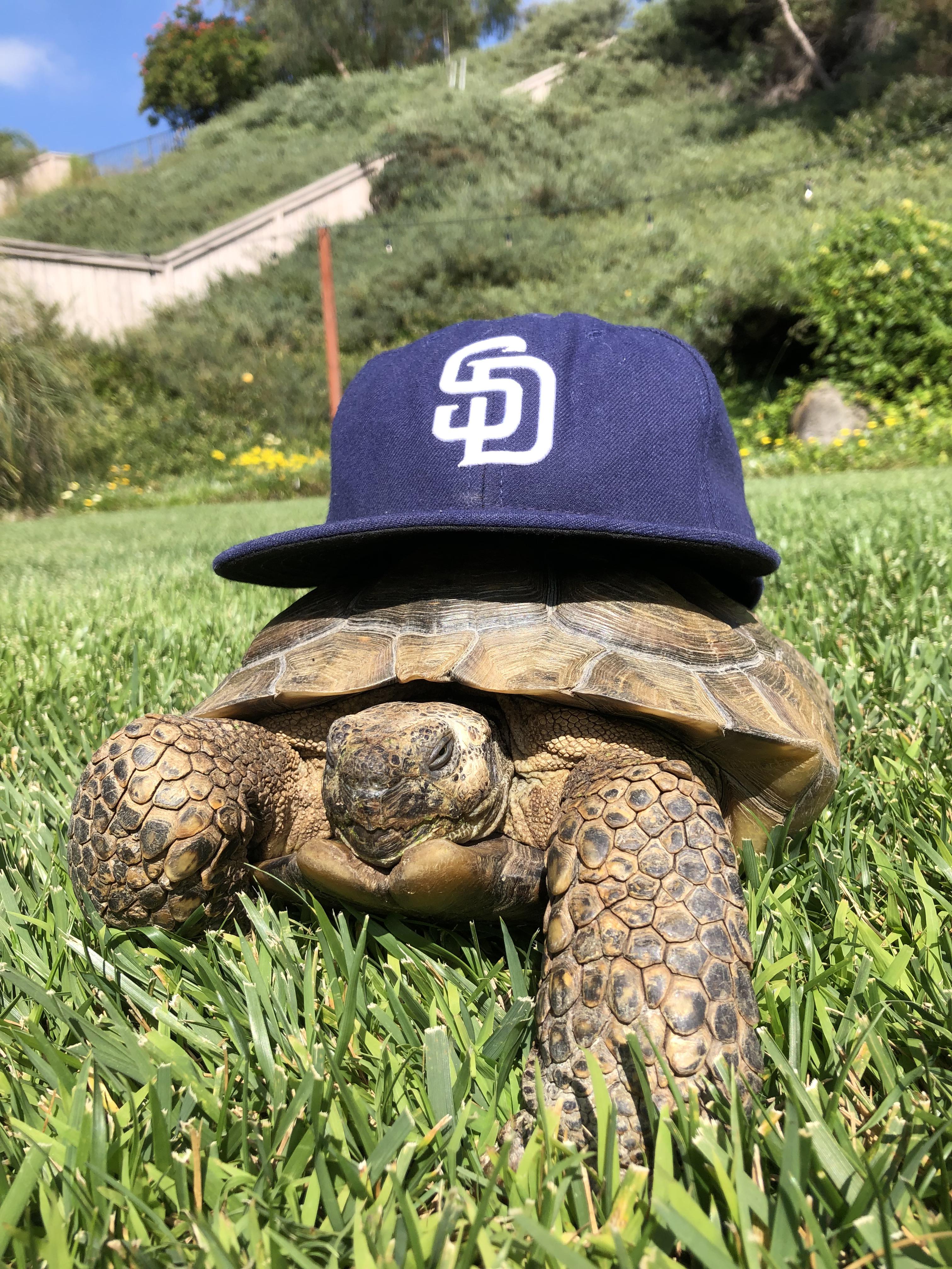 Padres Fall To Rays In Series Sweep: Analyzing The Games