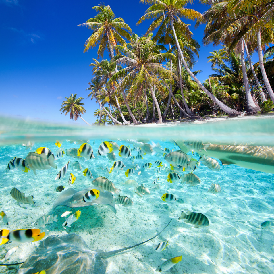 Paul Gauguin Cruise Sales Incentive: $1,500 Flight Credit From PONANT Paul Gauguin Cruise Sales Incentive: $1,500 Flight Credit From PONANT