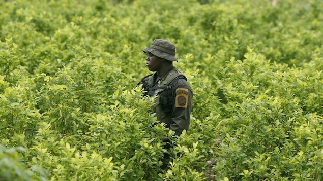 Petro Accuse La Cocaïne Colombienne De Financer La Violence En Haïti : Analyse De La Situation Petro Accuse La Cocaïne Colombienne De Financer La Violence En Haïti : Analyse De La Situation