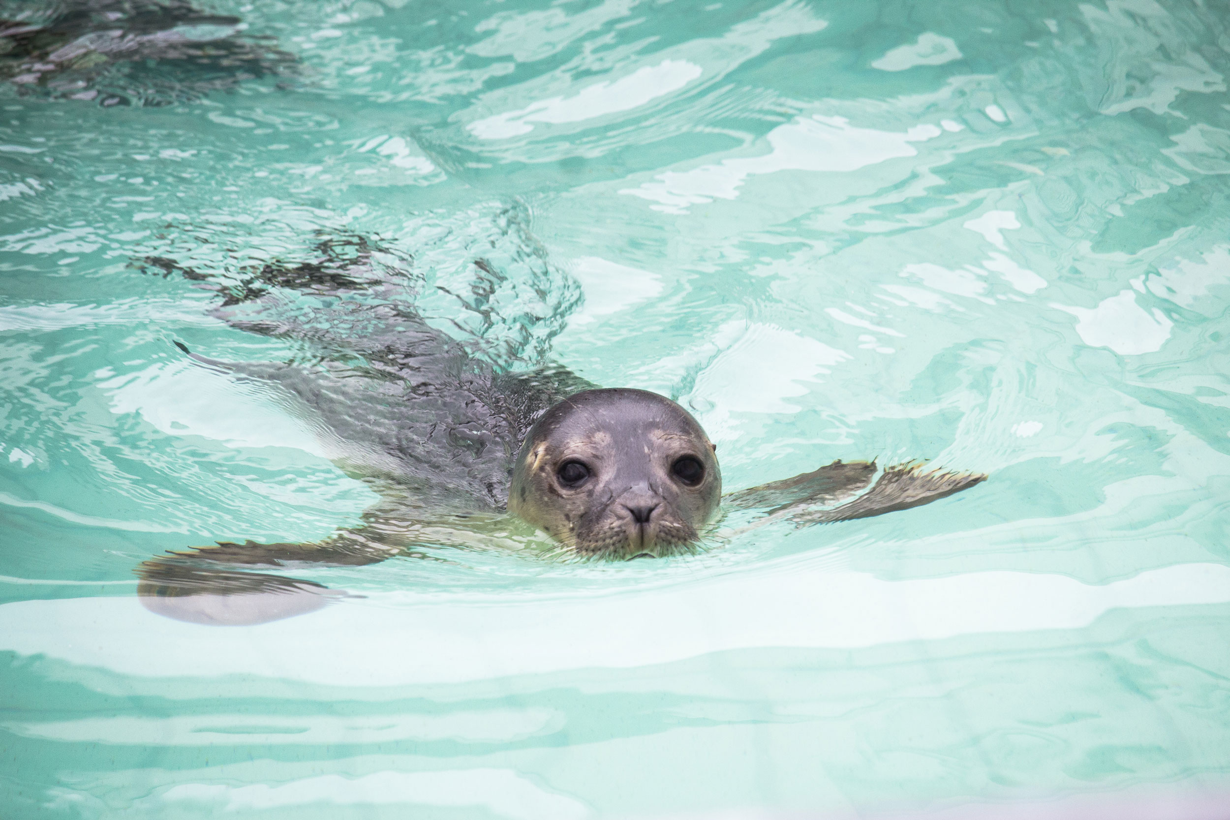 Pieterburen Seal Rescue Center: A Legacy Ends, Final Seals Released Pieterburen Seal Rescue Center: A Legacy Ends, Final Seals Released
