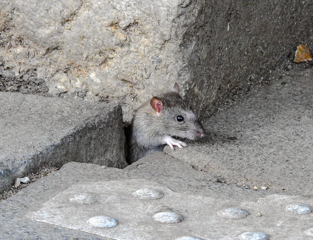 Préoccupations Des Parents D'Élèves De Bouton D'Or: Manque De Remplacement Des Rats À Florange