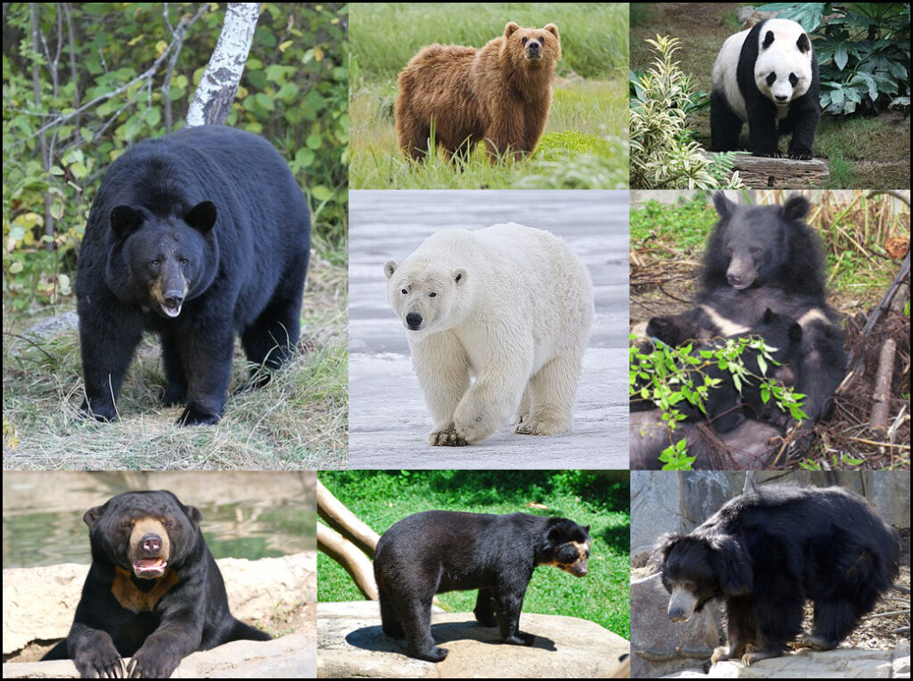 Preventing Bear Encounters: Collaborative Efforts In Bear Spray Distribution And Education Preventing Bear Encounters: Collaborative Efforts In Bear Spray Distribution And Education