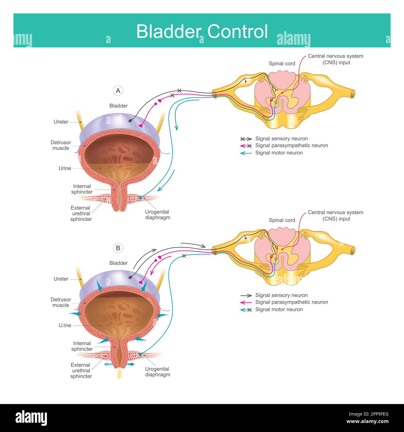 Primera: Your Natural Path To Improved Bladder Control Primera: Your Natural Path To Improved Bladder Control