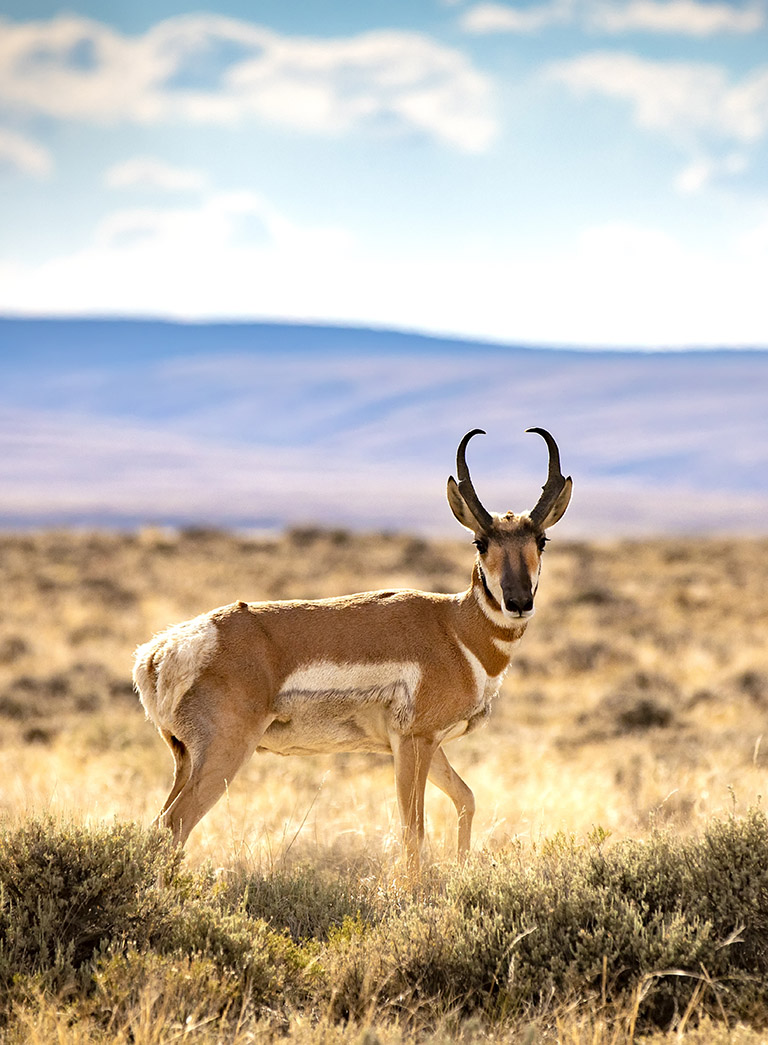 Pronghorn Winter Survival Documented In New University Of Wyoming Film Pronghorn Winter Survival Documented In New University Of Wyoming Film