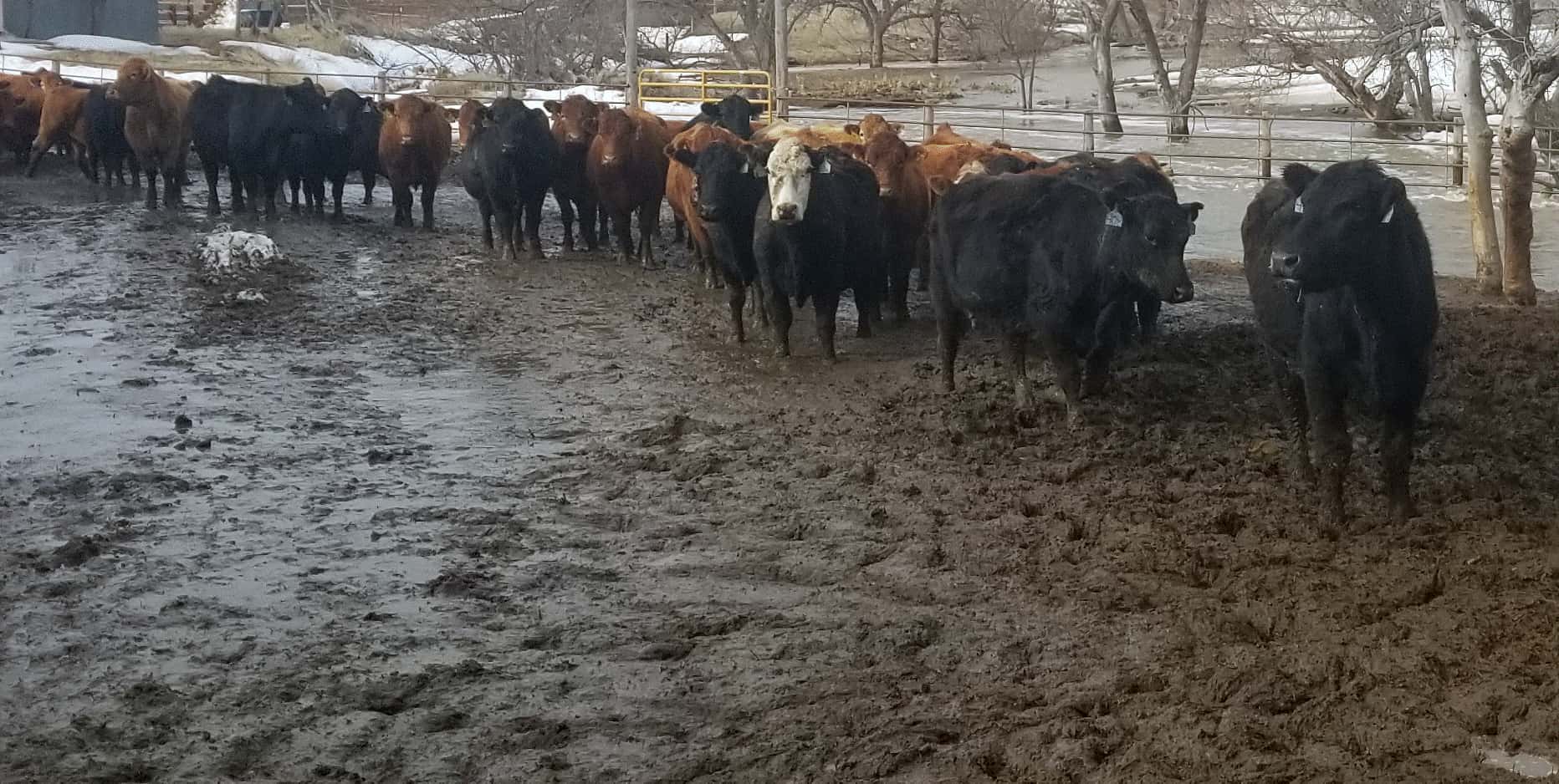 Protecting Livestock From The Dangers Of Flooding Protecting Livestock From The Dangers Of Flooding